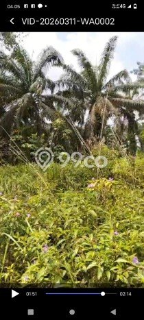 Lahan Kosong Dijual di Kandis, Siak, Luas 10000m2 Area Strategis Lahan Kosong Dijual di Kandis, Siak, Luas 10000m2 Area Strategis