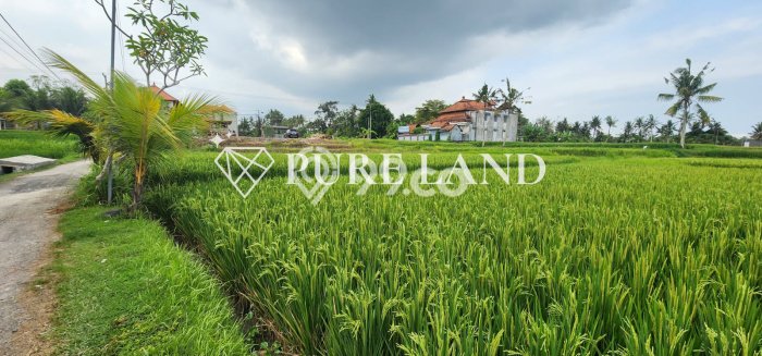 Jarang Ada! Tanah di Ubud Punya Luas 500m2 SHM Jarang Ada! Tanah di Ubud Punya Luas 500m2 SHM