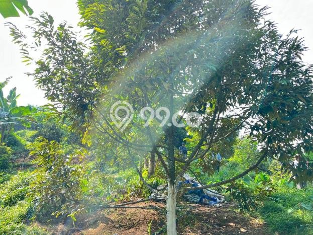 Tanah Dijual Lokasi Jasinga, Bogor Luas 16000m2 Legalitas Aman Tanah Dijual Lokasi Jasinga, Bogor Luas 16000m2 Legalitas Aman