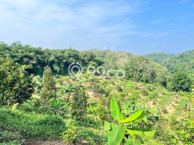 Tanah Dijual Lokasi Jasinga, Bogor Luas 16000m2 Legalitas Aman Tanah Dijual Lokasi Jasinga, Bogor Luas 16000m2 Legalitas Aman