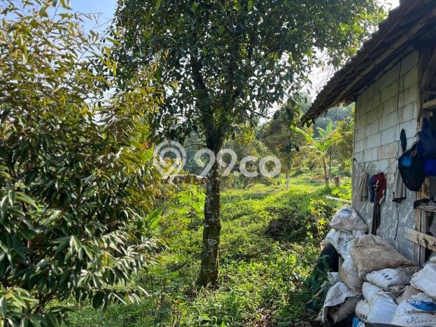 Tanah Dijual Lokasi Jasinga, Bogor Luas 16000m2 Legalitas Aman Tanah Dijual Lokasi Jasinga, Bogor Luas 16000m2 Legalitas Aman