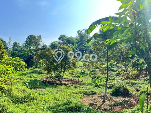 Tanah Dijual Lokasi Jasinga, Bogor Luas 16000m2 Legalitas Aman Tanah Dijual Lokasi Jasinga, Bogor Luas 16000m2 Legalitas Aman