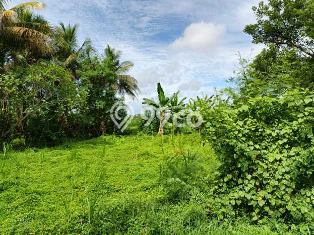 Kavling Tanah untuk Dijual di Gilimanuk, Jembrana, Luas 23430m2 Kavling Tanah untuk Dijual di Gilimanuk, Jembrana, Luas 23430m2