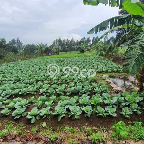 Lahan Kosong Dijual di Cianjur dengan Area 1570m2 Lahan Kosong Dijual di Cianjur dengan Area 1570m2