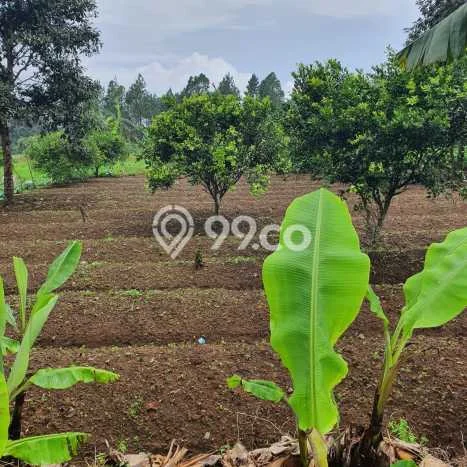 Lahan Kosong Dijual di Cianjur dengan Area 1570m2 Lahan Kosong Dijual di Cianjur dengan Area 1570m2