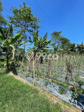 Kavling Tanah Dijual di Cisarua Bogor Spesifikasi 12000m2 Kavling Tanah Dijual di Cisarua Bogor Spesifikasi 12000m2