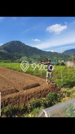 Tanah Dijual Area Strategis di Ciherang Cianjur 5280m2 Tanah Dijual Area Strategis di Ciherang Cianjur 5280m2