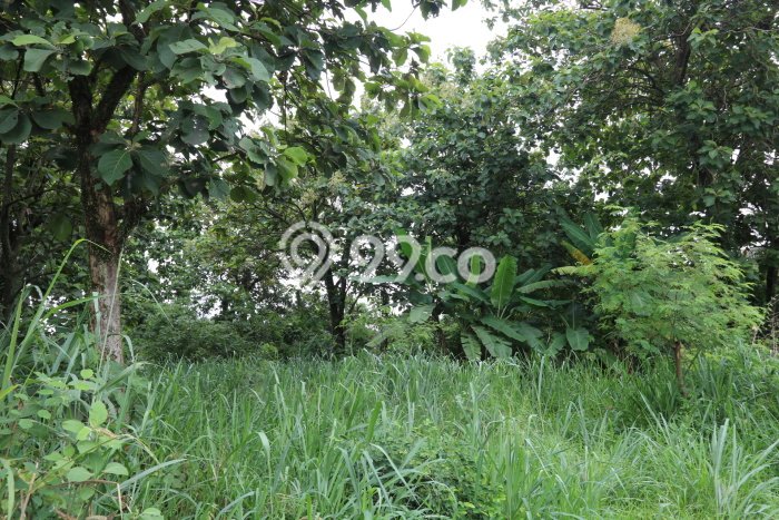 Kavling Tanah di Gunung Sindur Dijual Luas 40000m2 Legalitas SHM Kavling Tanah di Gunung Sindur Dijual Luas 40000m2 Legalitas SHM