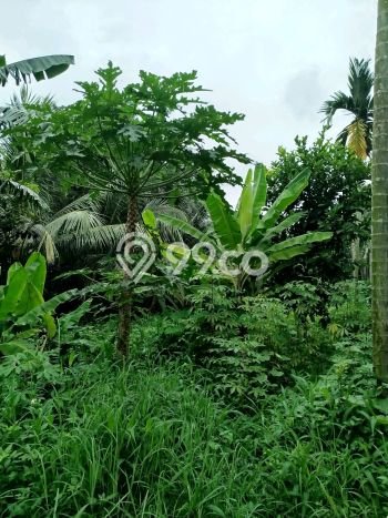 Tanah Kavling Dijual di Bakti Jaya, Tangerang dengan Luas Tanah 1000m2 Tanah Kavling Dijual di Bakti Jaya, Tangerang dengan Luas Tanah 1000m2