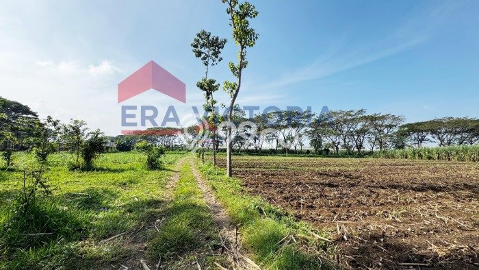 Tanah Lokasi Strategis Kawasan Pakis, Luas 186m2m², Akses ke Fasilitas Umum, Dekat Pakis, Malang, Malang Tanah Lokasi Strategis Kawasan Pakis, Luas 186m2m², Akses ke Fasilitas Umum, Dekat Pakis, Malang, Malang