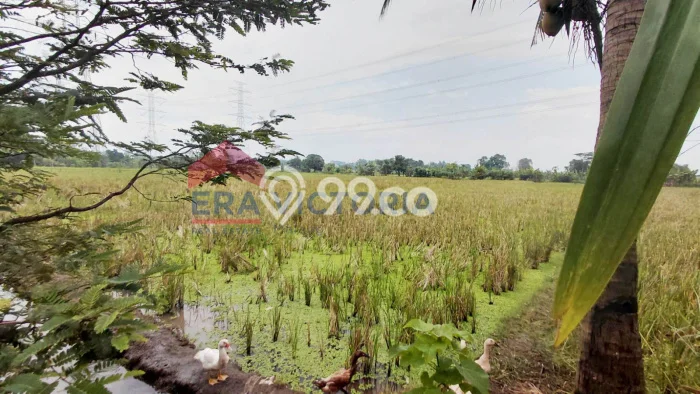 Kavling Tanah di Winongan Dijual Luas 3058m2 Legalitas SHM Kavling Tanah di Winongan Dijual Luas 3058m2 Legalitas SHM