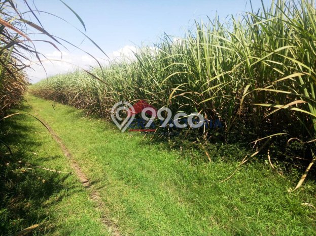 AREA PROSPEKTIF! Tanah di Ngadiluwih, Luas 2760m2m², Akses Fasilitas Umum, Kawasan Potensial AREA PROSPEKTIF! Tanah di Ngadiluwih, Luas 2760m2m², Akses Fasilitas Umum, Kawasan Potensial