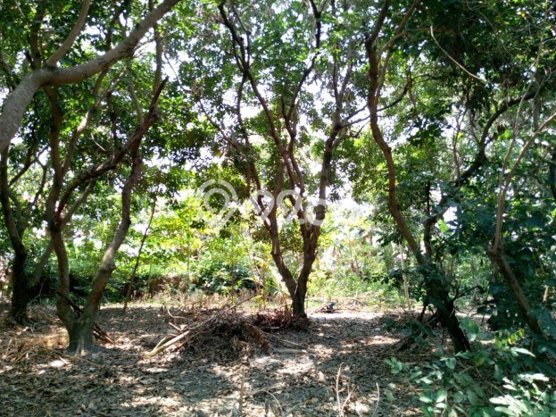 Tanah di Plemahan, Kediri Luas 3000m2 Dijual Segera Tanah di Plemahan, Kediri Luas 3000m2 Dijual Segera