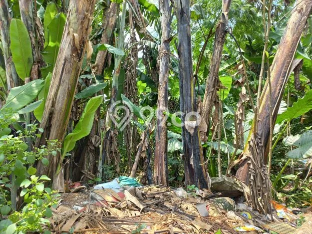 Tanah Dijual Area Strategis di BSD Tangerang 5000m2 Tanah Dijual Area Strategis di BSD Tangerang 5000m2