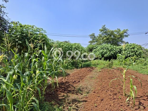 Disewakan Tanah Premium Kawasan Panongan, Luas 1000m2m², Akses ke Panongan, Tangerang, Tangerang Disewakan Tanah Premium Kawasan Panongan, Luas 1000m2m², Akses ke Panongan, Tangerang, Tangerang