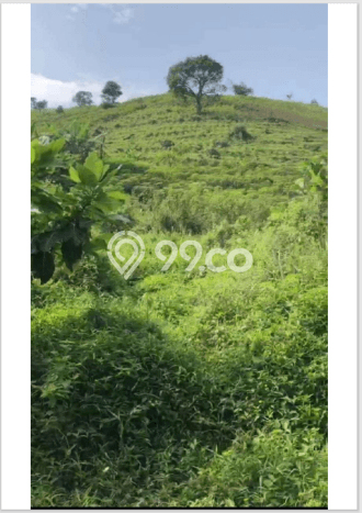 Tanah Kavling untuk Dijual di Citeureup Bogor 1e+06m2 Tanah Kavling untuk Dijual di Citeureup Bogor 1e+06m2