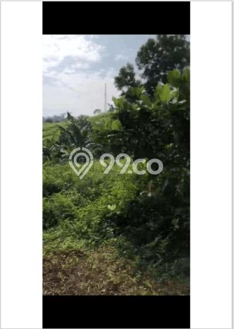 Tanah Kavling untuk Dijual di Citeureup Bogor 1e+06m2 Tanah Kavling untuk Dijual di Citeureup Bogor 1e+06m2