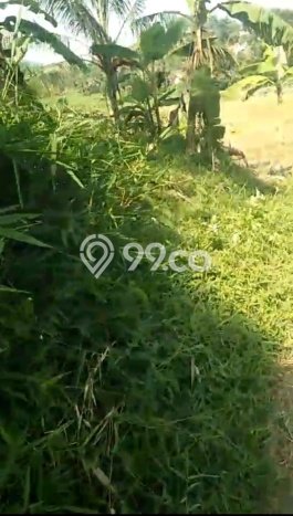 Lahan Strategis di Sukamakmur Dijual dengan Luas 10000m2 Lahan Strategis di Sukamakmur Dijual dengan Luas 10000m2
