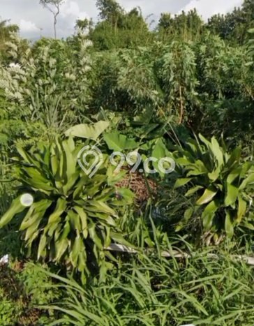 Lahan untuk Dijual Lokasi Cibinong, Bogor Luas 2900m2 SHM Lahan untuk Dijual Lokasi Cibinong, Bogor Luas 2900m2 SHM