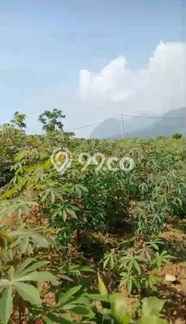 Kavling Tanah Dijual di Sukamakmur Bogor Spesifikasi 1800m2 Kavling Tanah Dijual di Sukamakmur Bogor Spesifikasi 1800m2