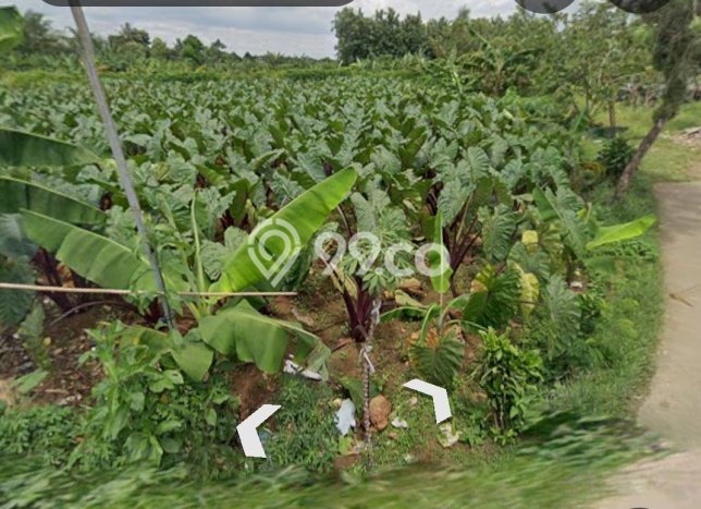 Kavling Tanah Dijual di Sukaraja Bogor Spesifikasi 1000m2 Kavling Tanah Dijual di Sukaraja Bogor Spesifikasi 1000m2