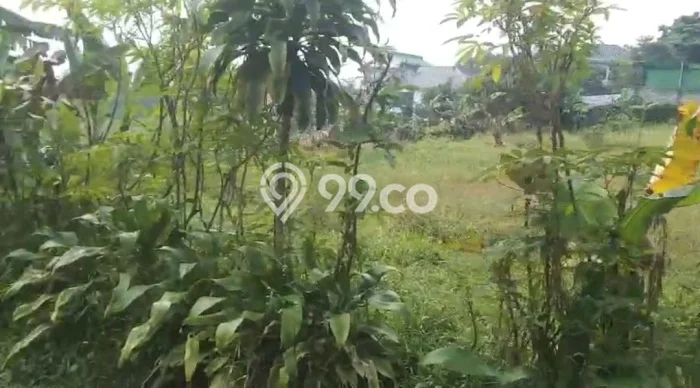 Jarang Ada! Tanah di Ciampea Punya Luas 1647m2 SHM Jarang Ada! Tanah di Ciampea Punya Luas 1647m2 SHM