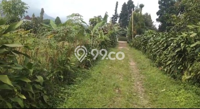 Jarang Ada! Tanah di Ciampea Punya Luas 1647m2 SHM Jarang Ada! Tanah di Ciampea Punya Luas 1647m2 SHM