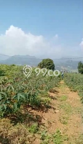 Kavling Tanah Dijual di Sukamakmur Bogor Spesifikasi 1800m2 Kavling Tanah Dijual di Sukamakmur Bogor Spesifikasi 1800m2