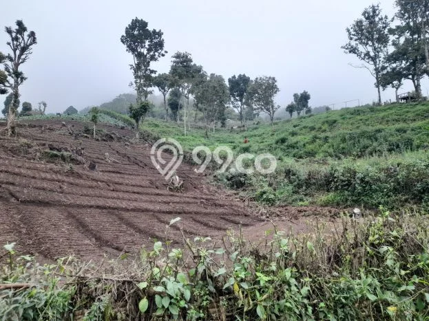 Lahan Dijual Lokasi Sembalun, Lombok Timur dengan Luas Tanah 8000m2 dan Status - Lahan Dijual Lokasi Sembalun, Lombok Timur dengan Luas Tanah 8000m2 dan Status -