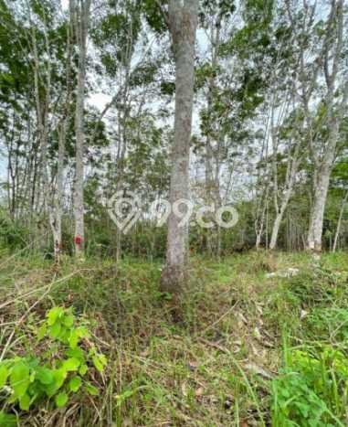 Jual Tanah Area Premium di Babulu, Luas 20000m², Prospek Tinggi Jual Tanah Area Premium di Babulu, Luas 20000m², Prospek Tinggi