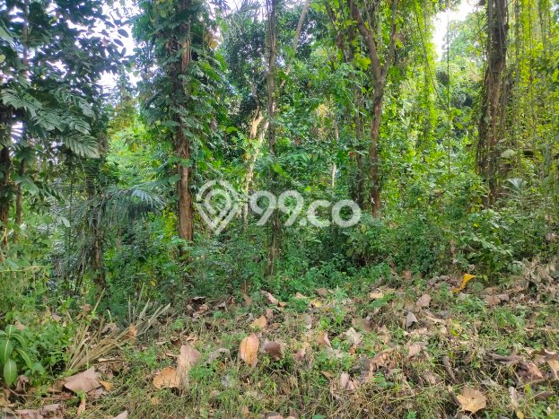 Tanah Strategis Kawasan Kaba kaba, Luas 1600m², Cocok untuk Investasi Tanah Strategis Kawasan Kaba kaba, Luas 1600m², Cocok untuk Investasi