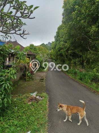 Jarang Ada! Tanah di Buleleng Punya Luas 18600m2 SHM Jarang Ada! Tanah di Buleleng Punya Luas 18600m2 SHM