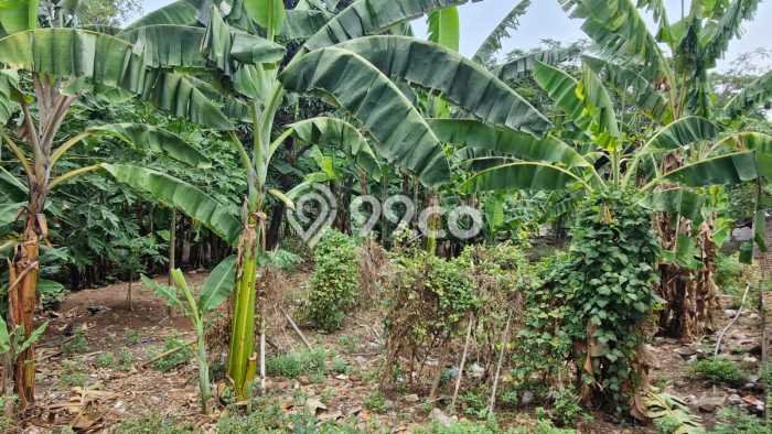 Lahan Kosong Dijual di Ngaliyan, Semarang, Luas 259m2 Area Strategis Lahan Kosong Dijual di Ngaliyan, Semarang, Luas 259m2 Area Strategis