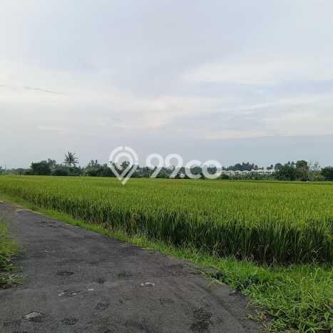 Dijual Tanah Lokasi Kedungu, Tabanan Seluas 250m2 Dijual Tanah Lokasi Kedungu, Tabanan Seluas 250m2