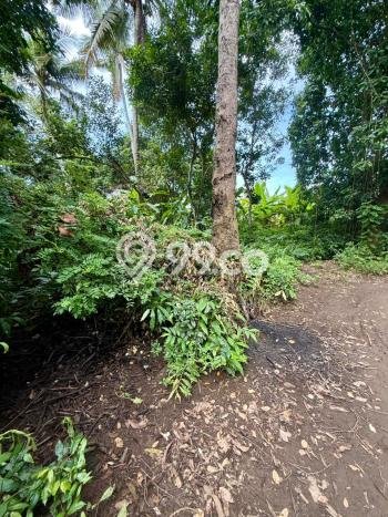 Lahan Strategis di Ubud Dijual dengan Luas 1250m2 Lahan Strategis di Ubud Dijual dengan Luas 1250m2