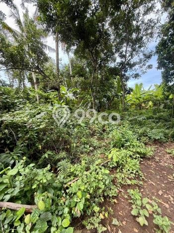 Lahan Strategis di Ubud Dijual dengan Luas 1250m2 Lahan Strategis di Ubud Dijual dengan Luas 1250m2