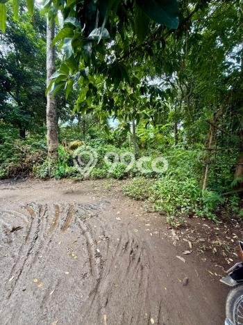 Lahan Strategis di Ubud Dijual dengan Luas 1250m2 Lahan Strategis di Ubud Dijual dengan Luas 1250m2