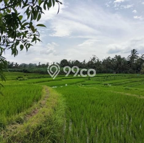 Kavling Tanah di Ubud Dijual Luas 3360m2 Legalitas SHM Kavling Tanah di Ubud Dijual Luas 3360m2 Legalitas SHM
