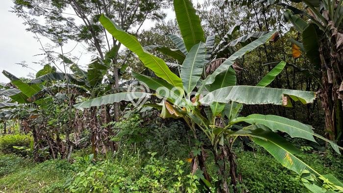 Dijual Tanah 140000m2 di Klapanunggal, Bogor Dijual Tanah 140000m2 di Klapanunggal, Bogor