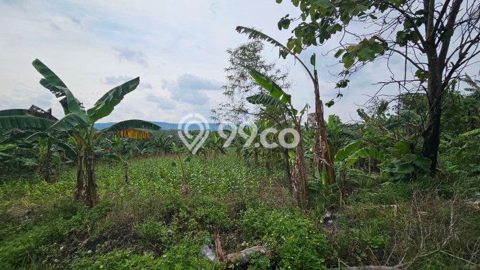 Tanah Dijual Lokasi Tembalang, Semarang Luas 4011m2 Legalitas Aman Tanah Dijual Lokasi Tembalang, Semarang Luas 4011m2 Legalitas Aman