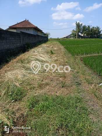 Jarang Ada! Tanah di Selemadeg Punya Luas 2500m2 SHM Jarang Ada! Tanah di Selemadeg Punya Luas 2500m2 SHM