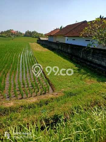 Jarang Ada! Tanah di Selemadeg Punya Luas 2500m2 SHM Jarang Ada! Tanah di Selemadeg Punya Luas 2500m2 SHM