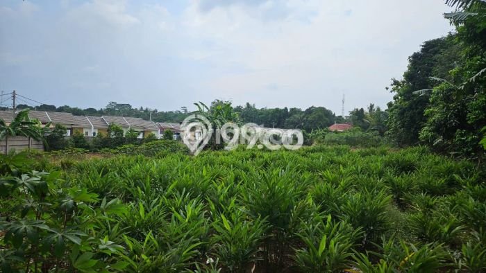 Tanah untuk Dijual Lokasi Cileungsi, Bogor Luas 2450m2 SHM Tanah untuk Dijual Lokasi Cileungsi, Bogor Luas 2450m2 SHM