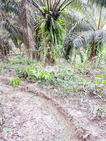 Jual Tanah Area Berkembang Kawasan Cimarga, Luas 200000m2m², Akses Cimarga, Lebak, Lebak Jual Tanah Area Berkembang Kawasan Cimarga, Luas 200000m2m², Akses Cimarga, Lebak, Lebak