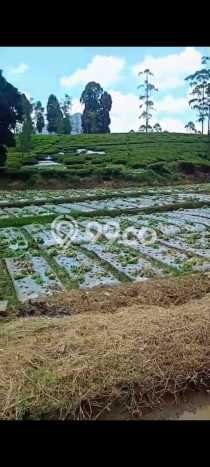 Tanah di Ciwidey, Bandung Luas 5600m2 Dijual Segera Tanah di Ciwidey, Bandung Luas 5600m2 Dijual Segera