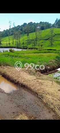 Tanah di Ciwidey, Bandung Luas 5600m2 Dijual Segera Tanah di Ciwidey, Bandung Luas 5600m2 Dijual Segera