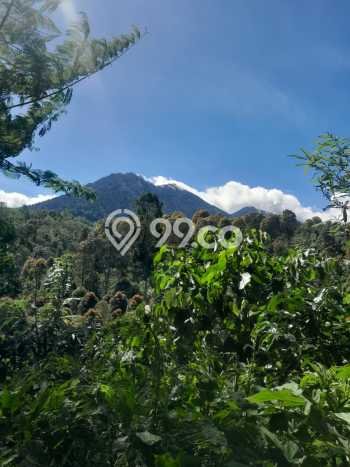 Tanah Dijual Lokasi Strategis di Buleleng dengan Luas 4000m2 Tanah Dijual Lokasi Strategis di Buleleng dengan Luas 4000m2