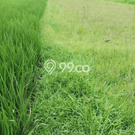 Tanah Kavling di Minggir Sleman Disewakan dengan Luas 520m2 Tanah Kavling di Minggir Sleman Disewakan dengan Luas 520m2