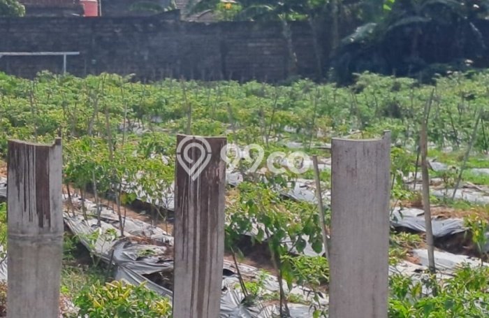 Tanah Kavling untuk Dijual di Ciomas Bogor 1282m2 Tanah Kavling untuk Dijual di Ciomas Bogor 1282m2