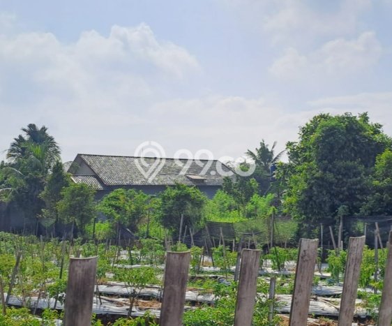 Tanah Kavling untuk Dijual di Ciomas Bogor 1282m2 Tanah Kavling untuk Dijual di Ciomas Bogor 1282m2